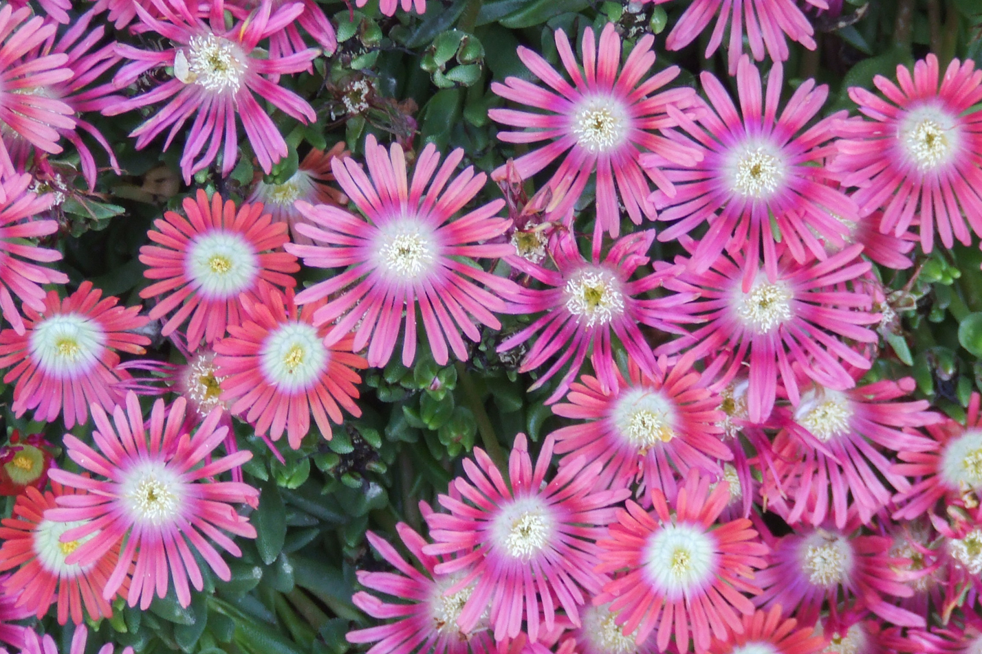Red Mountain Iceplant